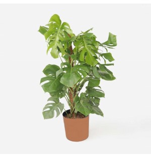 Monstera  (Deve tabanı bitkisi) Büyük Boy